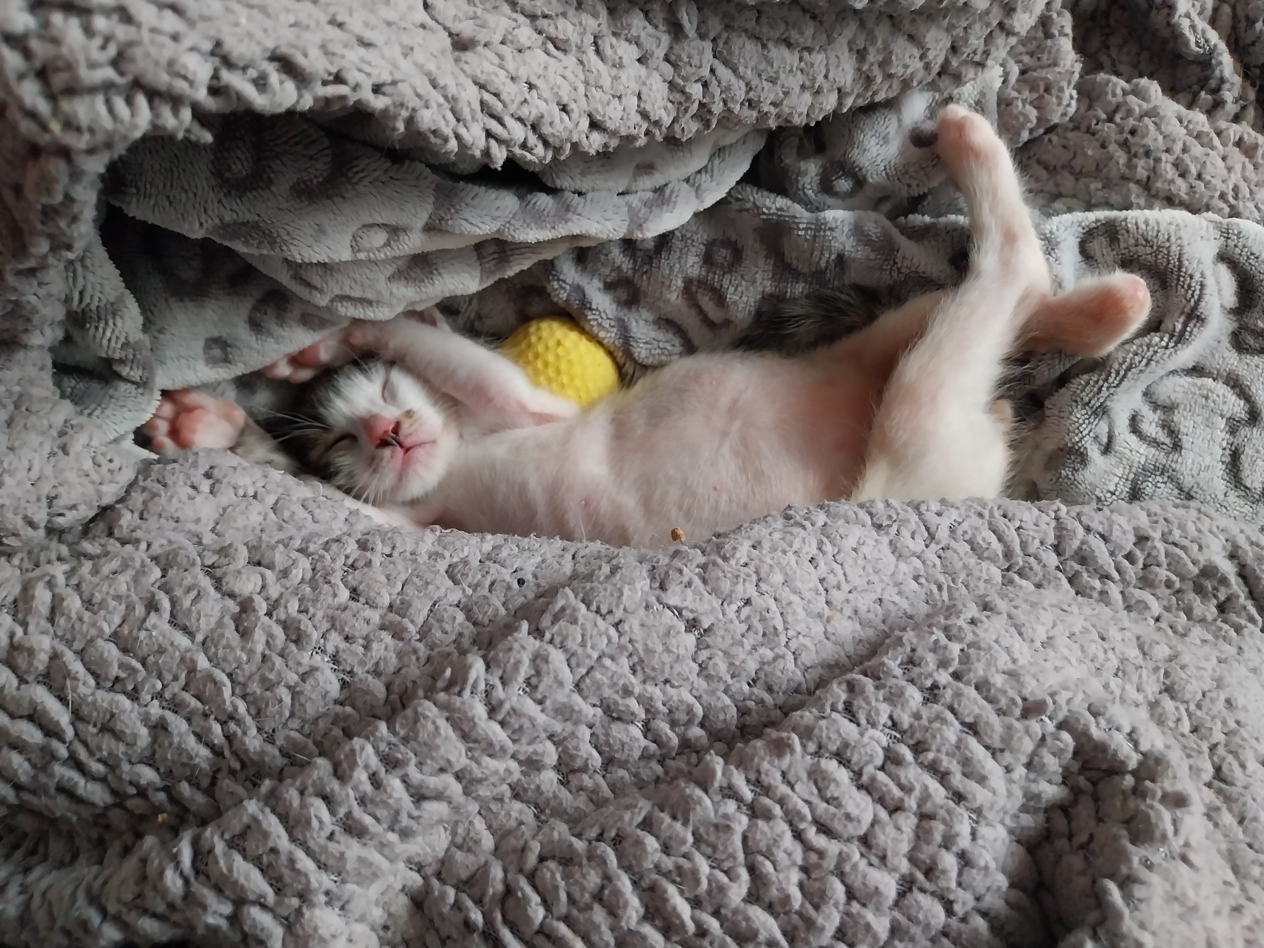 catilina