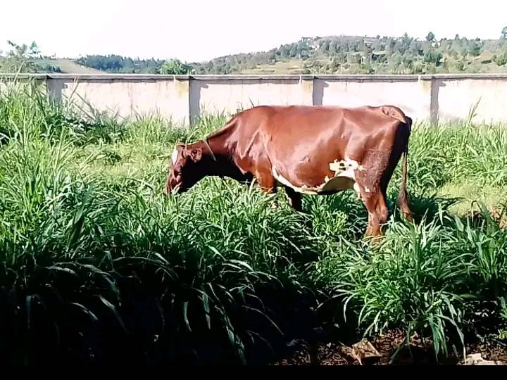 Mucca