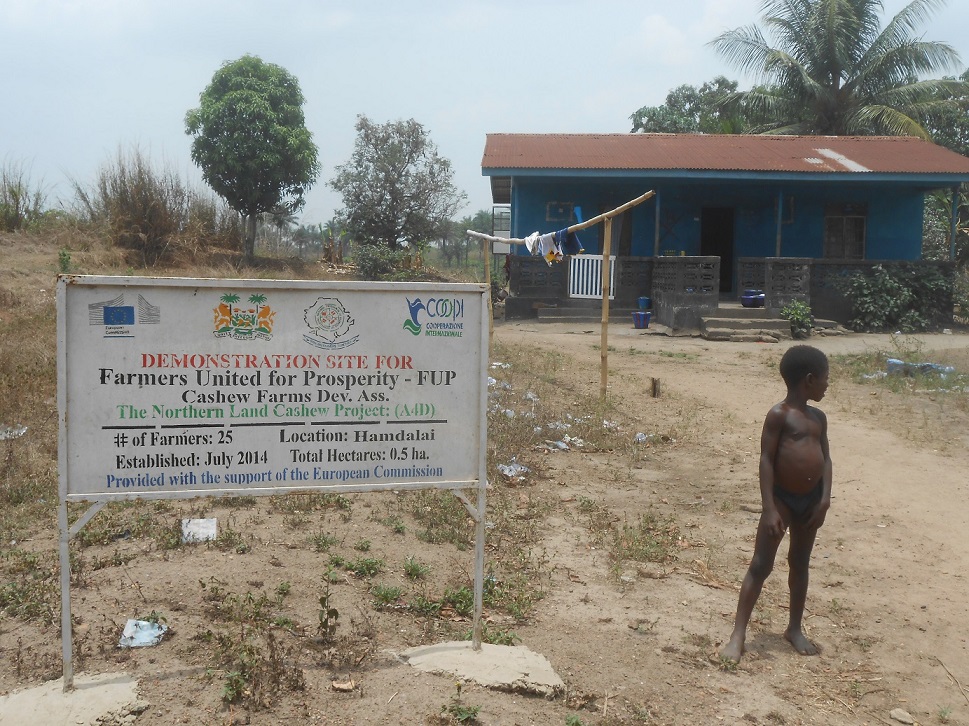 La nuova piantagione di anacardio che COOPI sta sostenendo nella comunità rurale di Hamdalai (distretto di Port Loko)