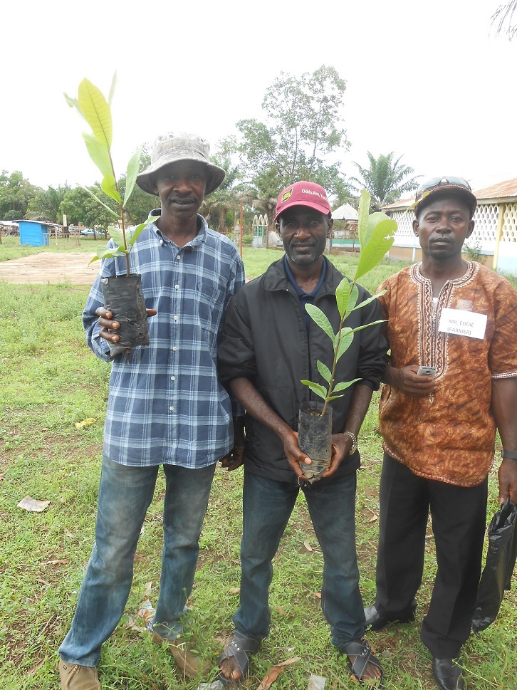 Alimamy Kamara e i suoi aiutanti con le prime nuove piante di anacardio per il loro campo