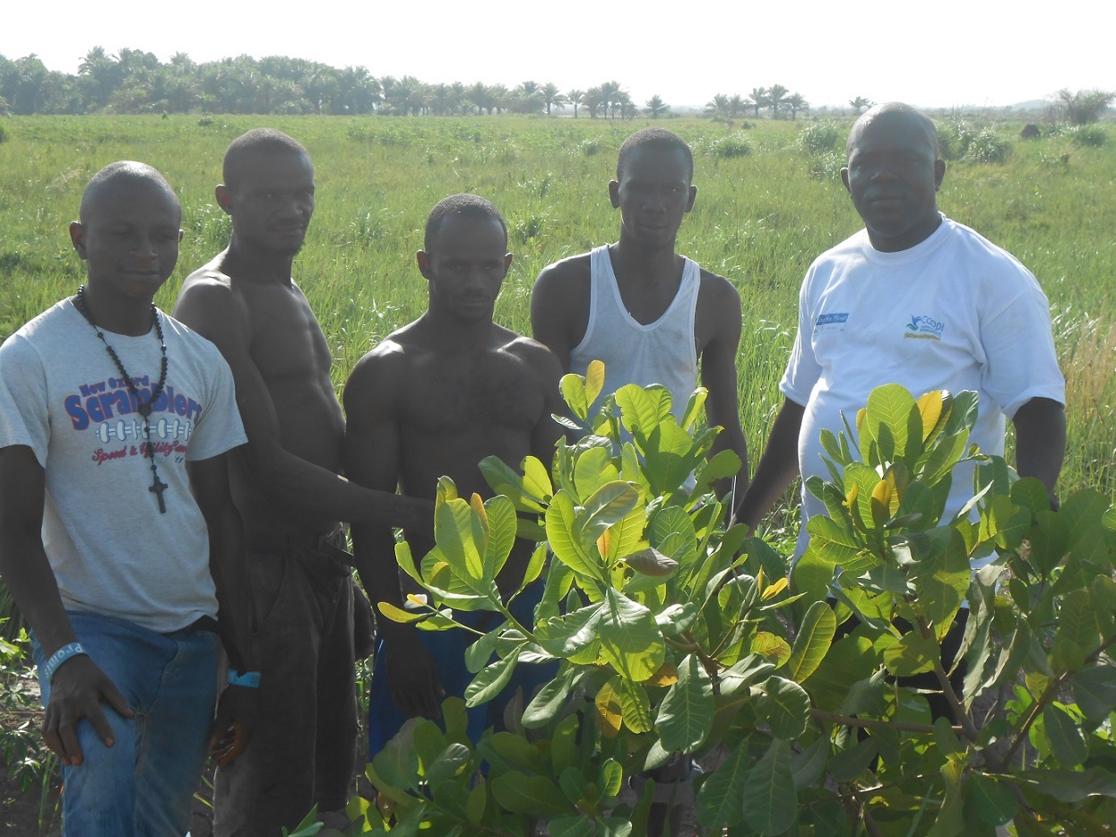 Almami Karbo e i suoi fratelli contadini nella nuova piantagione che stanno avviando con il sostegno di COOPI
