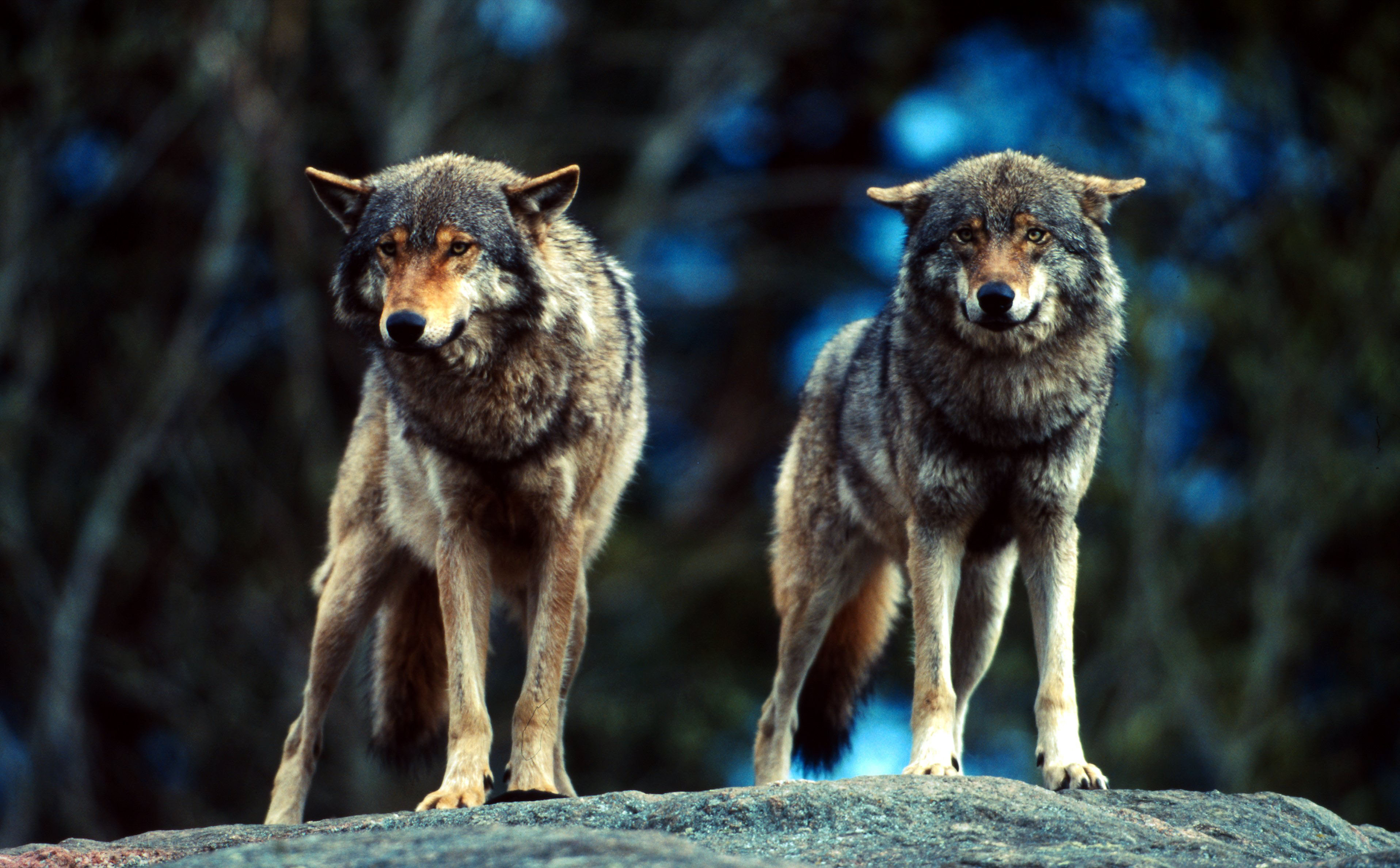 Diventa amico del lupo!-WWF Programma Alpi Europeo