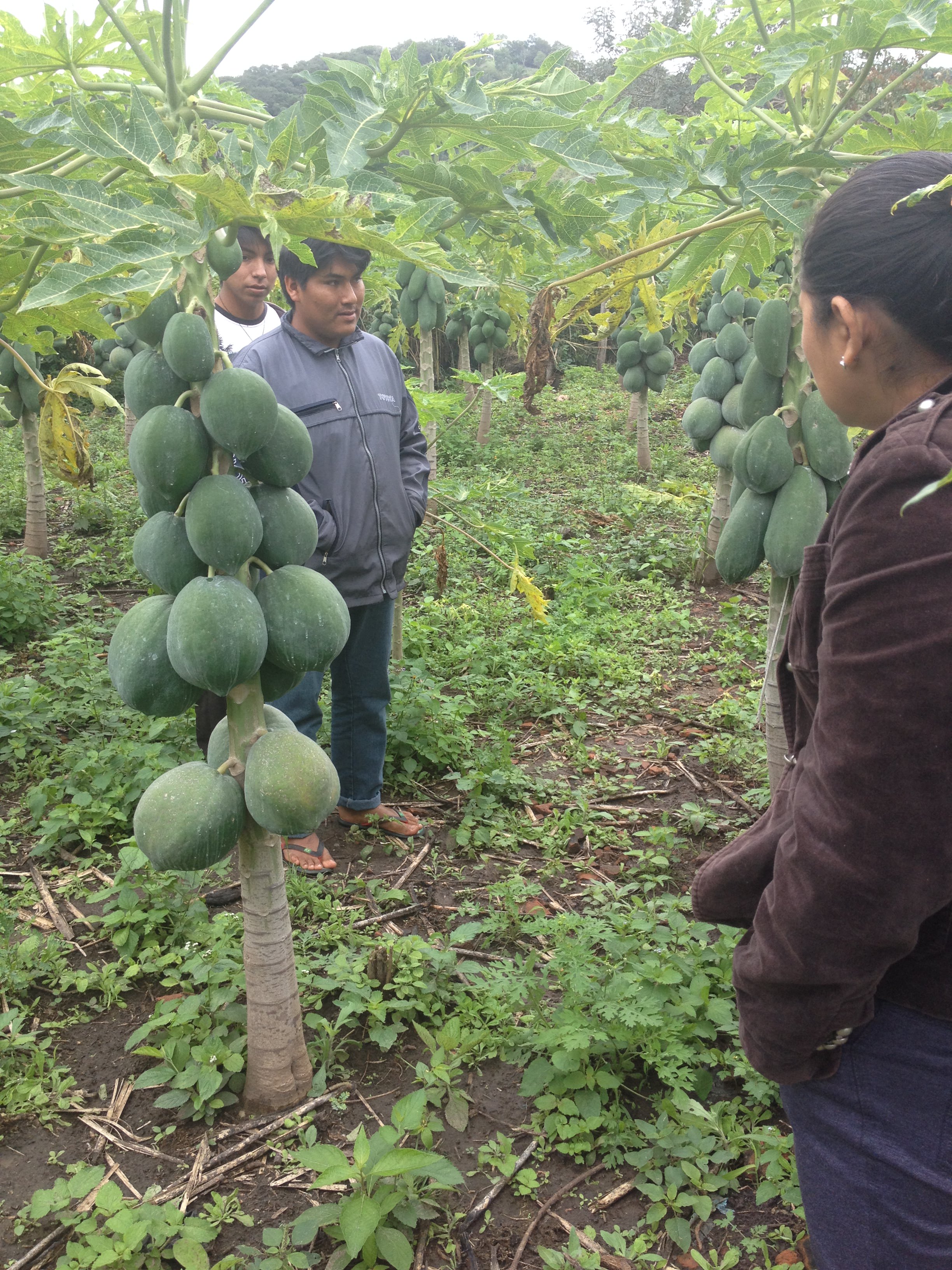 lavori campo papaye