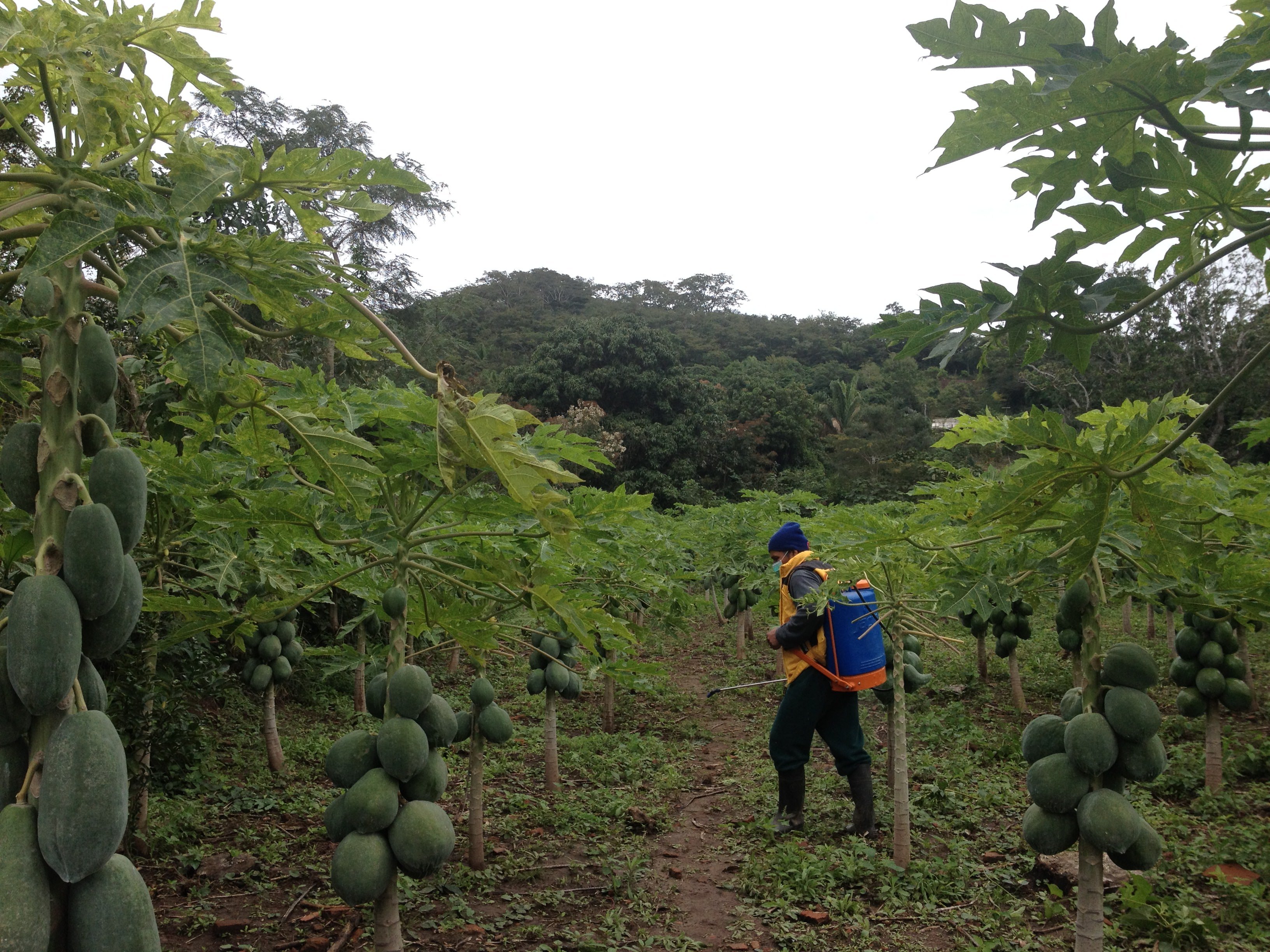 lavori campo papaye