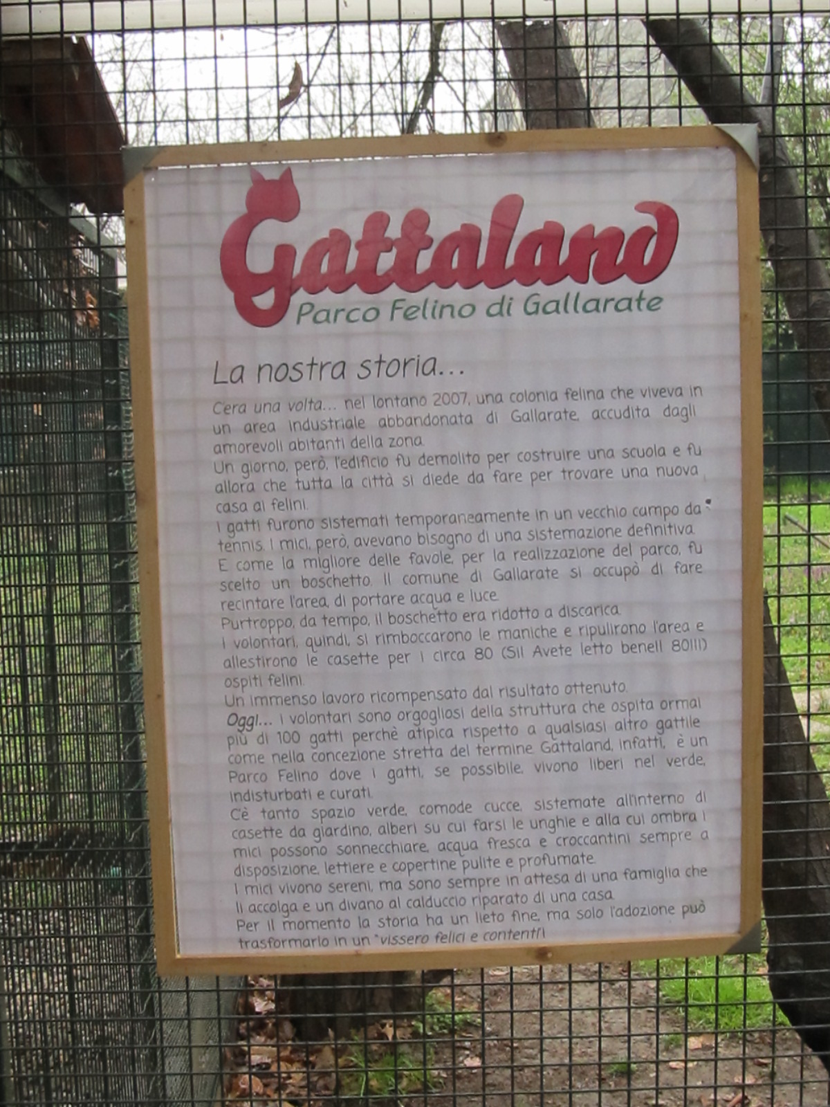 Un aiuto per Gattaland-Gattaland