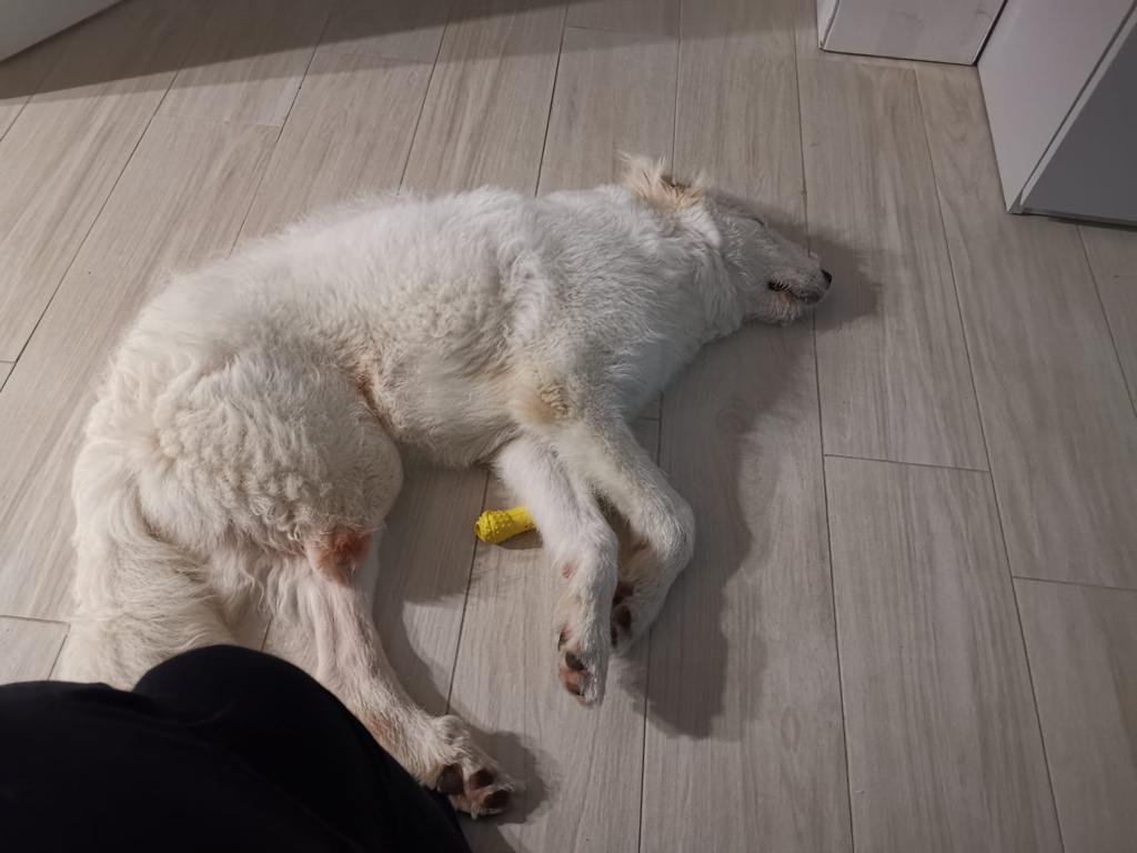 il piccolo Ronnie a 3 zampe-L.N.D.C SEZIONE CAMERINO