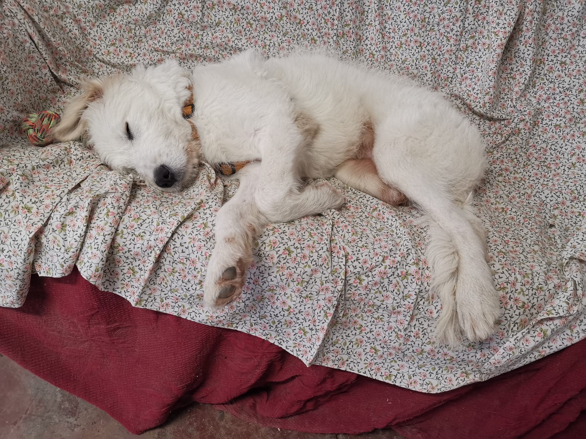 il piccolo Ronnie a 3 zampe-L.N.D.C SEZIONE CAMERINO