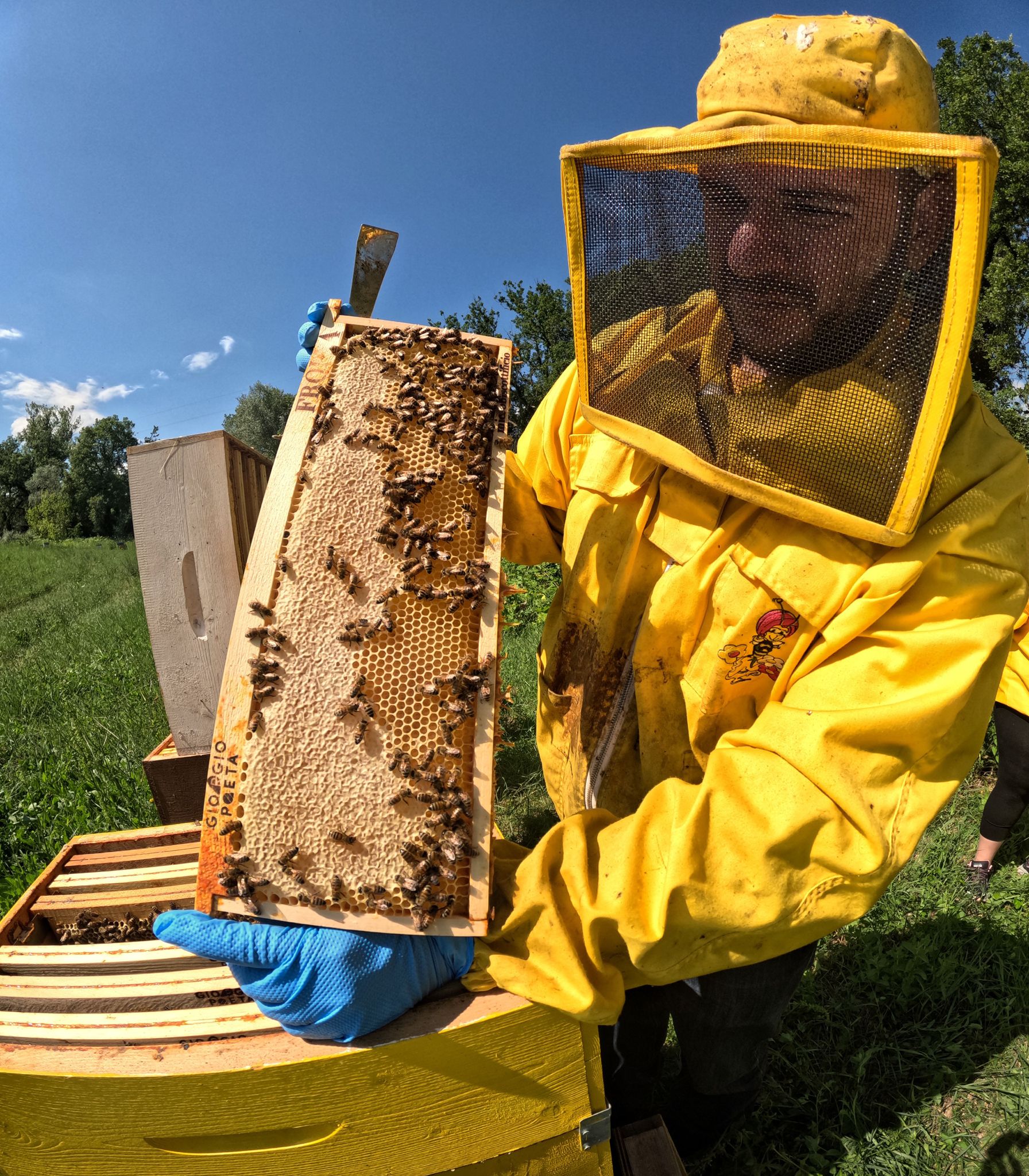 BeeFrolla - Dolci come il miele-Frolla Microbiscottificio