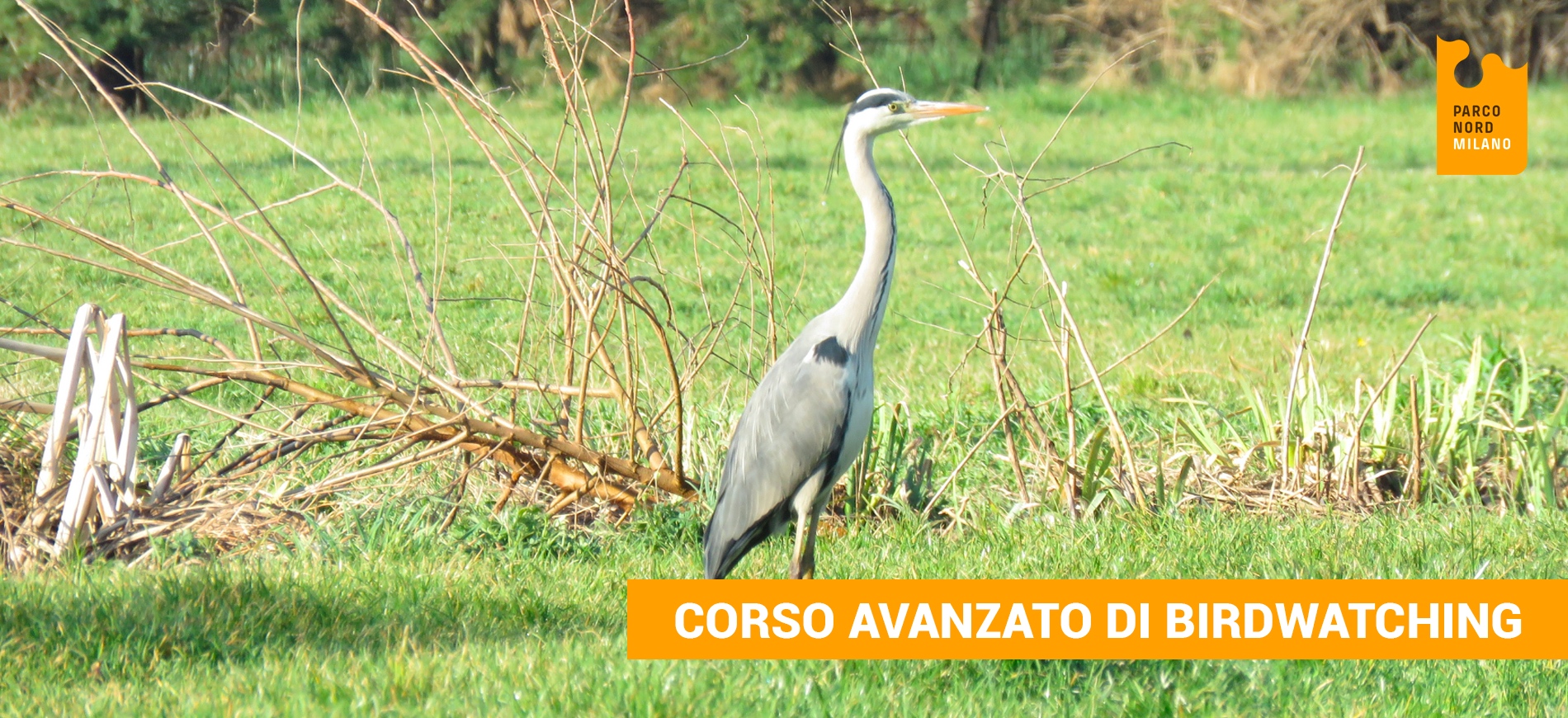 Corso avanzato di Birdwatching-Parco Nord Milano