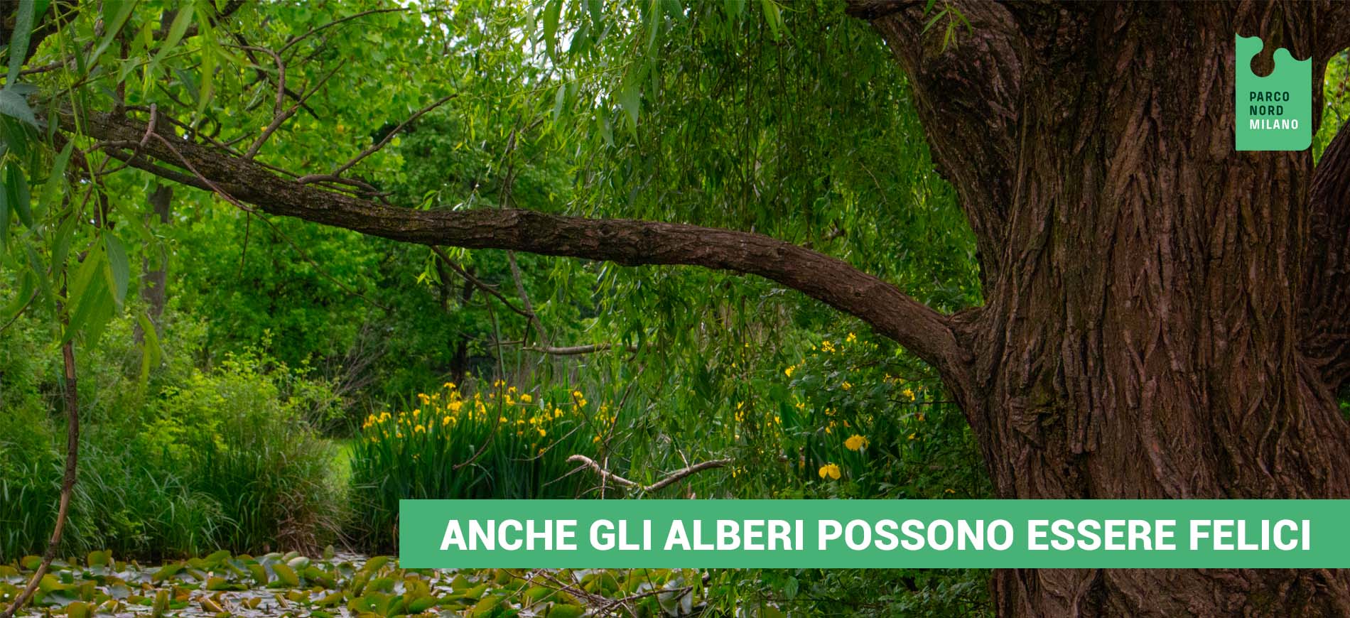 Anche gli alberi possono essere felici-Parco Nord Milano